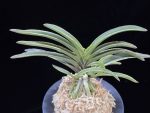 신라 新羅 Sinra (Shiragi)