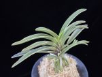 신라 新羅 Sinra (Shiragi)