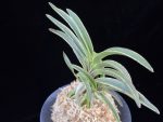 신라 新羅 Sinra (Shiragi)