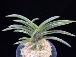 신라 新羅 Sinra (Shiragi)