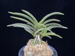 신라 新羅 Sinra (Shiragi)