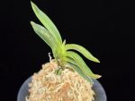 황야 荒野 Kouya