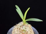 삼소전 三笑殿(万華境) Samsojeon(Mangekyo)