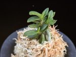 흑진주 黒真珠 Kuroshinju