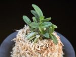 흑진주 黒真珠 Kuroshinju