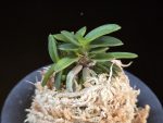흑진주 黒真珠 Kuroshinju