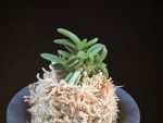 흑진주 黒真珠 Kuroshinju