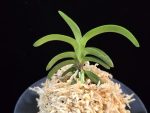 취화모단 翠華牡丹 SuiKabotan