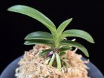 취화모단 翠華牡丹 SuiKabotan