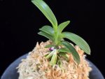 취화모단 翠華牡丹 SuiKabotan