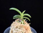 취화모단 翠華牡丹 SuiKabotan