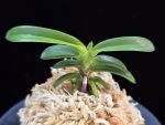 취화모단 翠華牡丹 SuiKabotan