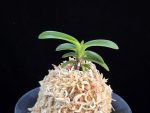 취화모단 翠華牡丹 SuiKabotan