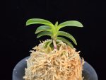 취화모단 翠華牡丹 SuiKabotan