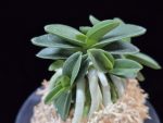 장원 壯元 Jangwon (Amami*Tamraok)