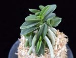 장원 壯元 Jangwon (Amami*Tamraok)