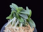 장원 壯元 Jangwon (Amami*Tamraok)