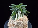장원 壯元 Jangwon (Amami*Tamraok)