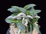 장원 壯元 Jangwon (Amami*Tamraok)