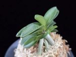 장원 壯元 Jangwon (Amami*Tamraok)