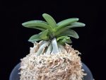 장원 壯元 Jangwon (Amami*Tamraok)
