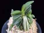 장원 壯元 Jangwon (Amami*Tamraok)
