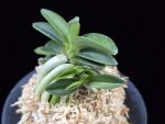 장원 壯元 Jangwon (Amami*Tamraok)