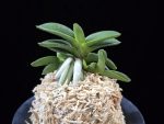 장원 壯元 Jangwon (Amami*Tamraok)
