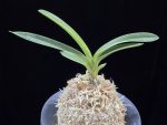 자미성 紫微星 Jamiseong (Sibisei)