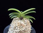 비금 轡錦 Kutsuwa nishiki