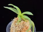 대풍해 大楓海 Daepunghae (Onamiseikai Benikaedae)