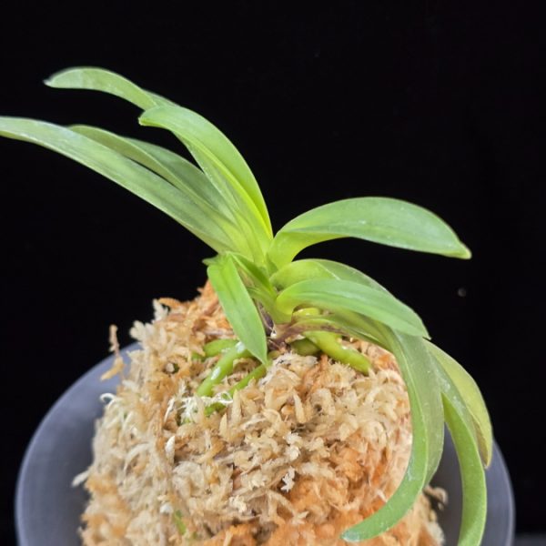 대풍해 大楓海 Daepunghae (Onamiseikai Benikaedae)