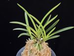 옥향로 玉香爐 Tamakoro