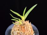 화전 花纏 Hanamatoi