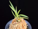화전 花纏 Hanamatoi