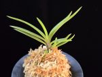화전 花纏 Hanamatoi