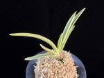 관악 冠岳  Gwanak