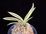 관악 冠岳 Gwanak