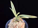관악 冠岳 Gwanak