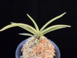 관악 冠岳 Gwanak