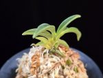 변천 弁天 Benten