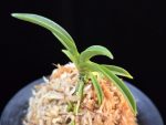 변천 弁天 Benten