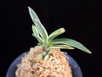 계림 鷄林  Gyerim (Benisuisho)