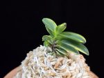 무학금 舞鶴錦 Maizuru Nishiki