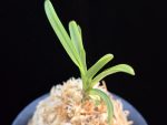 만금 萬錦 Yorozunishiki