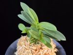 풍산환 豊山丸 Toyoyamamaru
