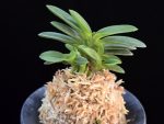 풍산환 豊山丸 Toyoyamamaru