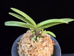 금루각복륜 金鏤閣覆輪 Kinroukaku Fukurin