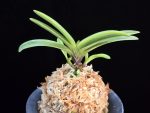 금루각복륜 金鏤閣覆輪 Kinroukaku Fukurin