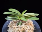 금루각복륜 金鏤閣覆輪 Kinroukaku Fukurin